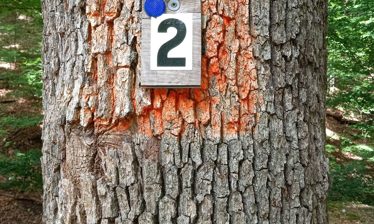 Sunrise Beach RV Rental | DnD Camp Site #2 Private Woods primitive campground in Sunrise Beach