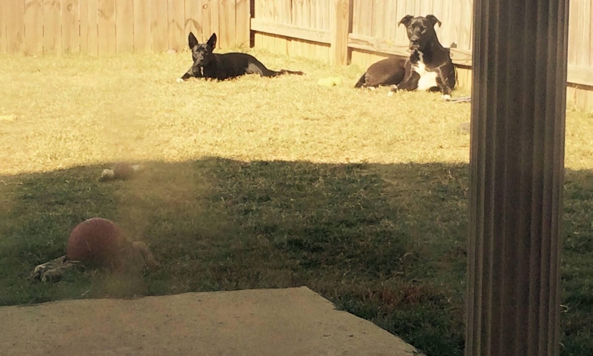Tuscaloosa House | Pet Friendly Getaway in Tuscaloosa - No Fees!