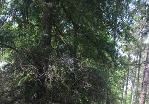 Tentrr State Park Site - Louisiana Bogue Chitto State Park - Upland A - Single C