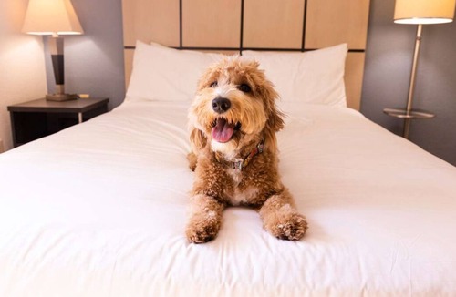 Brentwood House | 3 Family-friendly Accommodations with Full Kitchens, Pets Allowed!