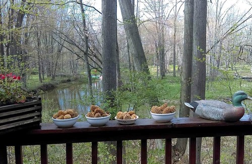 Port Austin Cabin | Cabin Surrounded by Sublime Nature near Lake Huron, Michigan