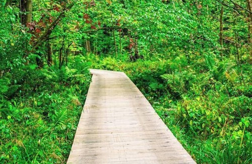 Bloomingdale Cabin | 🍁HUNT, FISH, PLAY!🍁 Fun Lake Cabin, 7 acres + public land ; Games; Updated