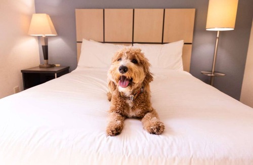 Brentwood House | Perfect for Groups! 4 Units with Full Kitchens, Pets are Welcome!