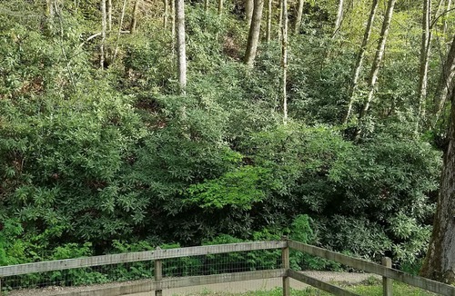 Franklin Cabin | REMOTE, Cheerful Mountain Cabin with hot tub in Franklin, NC.