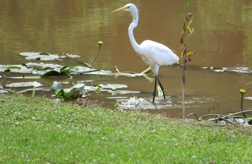 Breaux Bridge House | The Casablanca