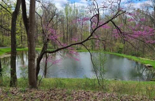 Linden House | The Pond Cabin