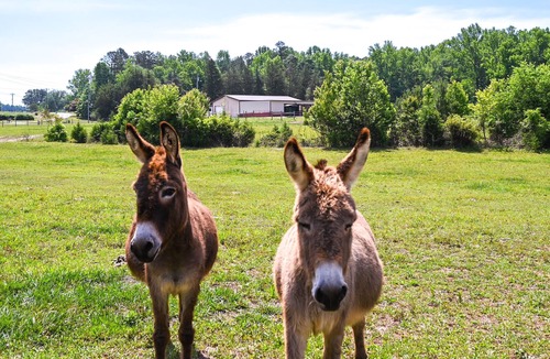 Lexington House | 'The Travis House at Lantern Springs' on Farm!