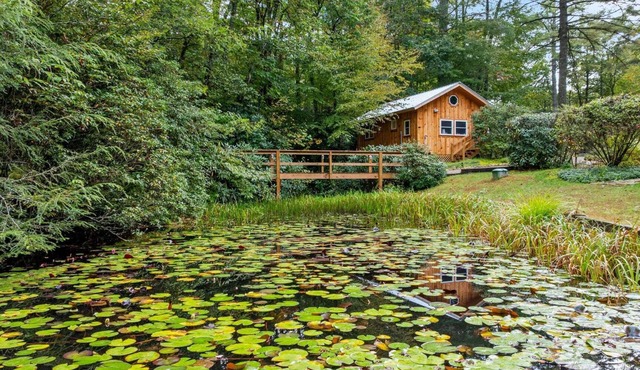 Baby Bear's Den, Tiny Paradise