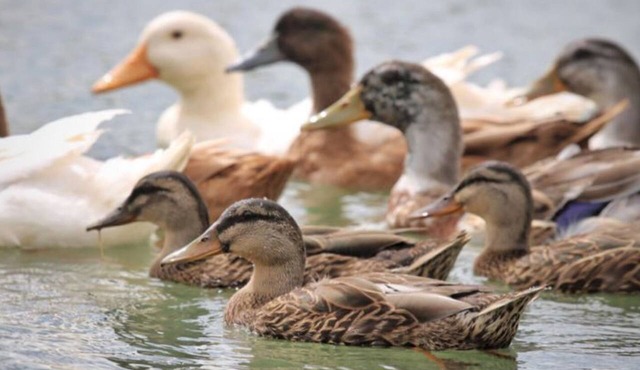 Lucky Duck Lucky You! New Listing, 8 Duck ponds w/Ducks