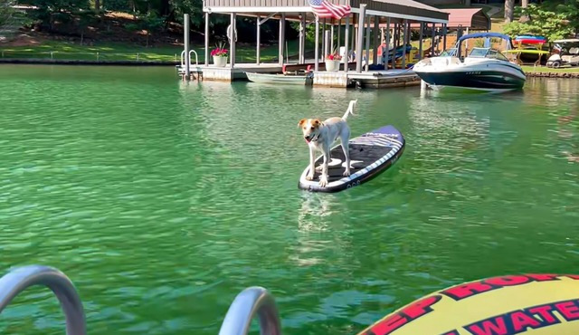 Pawsitive Retreat - Pet Friendly home with enclosed yard, hot tub, 2 Kayaks, 2 SUPs & inflatables