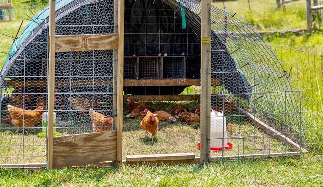Tranquil Farm Yurt - Mountain View