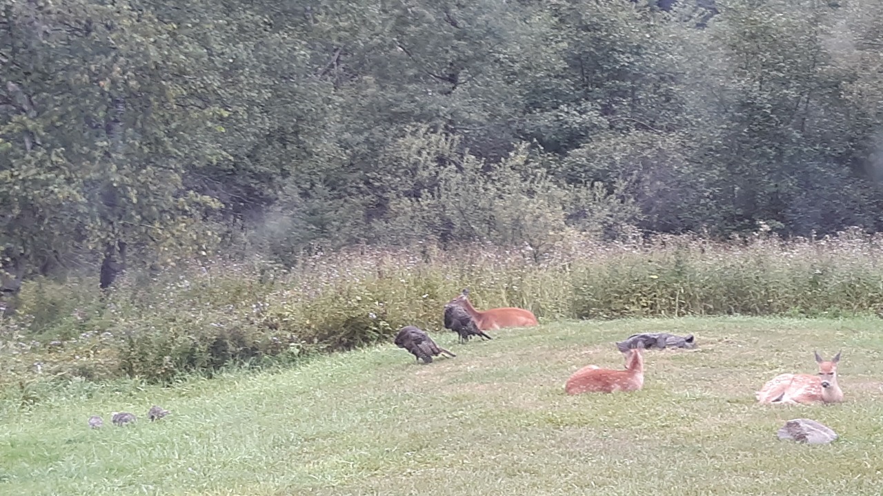 Photo of Others in Chassell